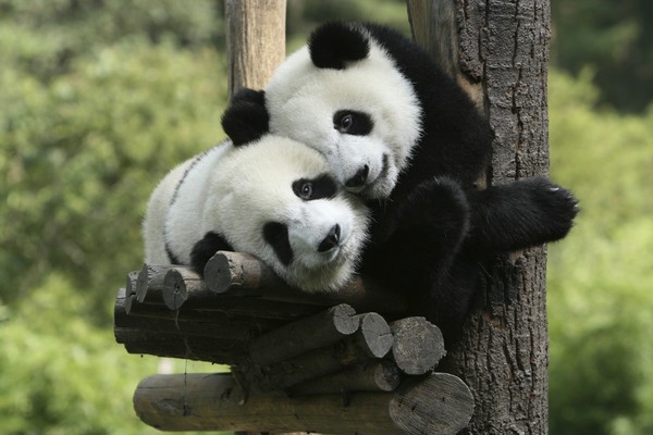 Get up close and personal to panda cubs